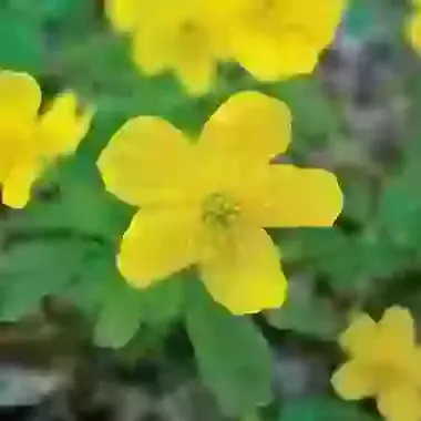 Ranunculoides